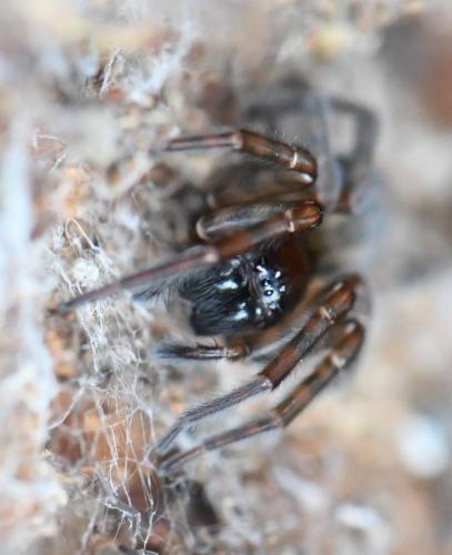 Amaurobius ferox